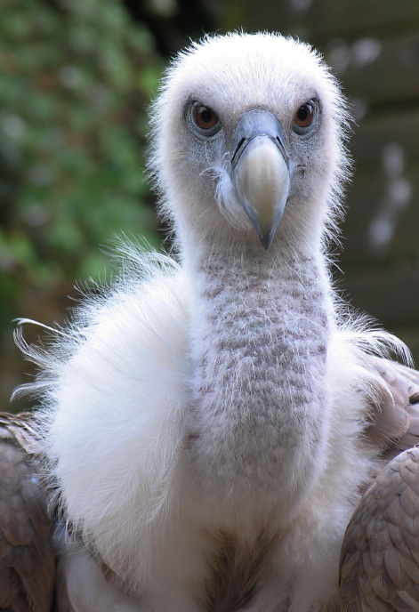 einen flauschigweichen Raubvogel...