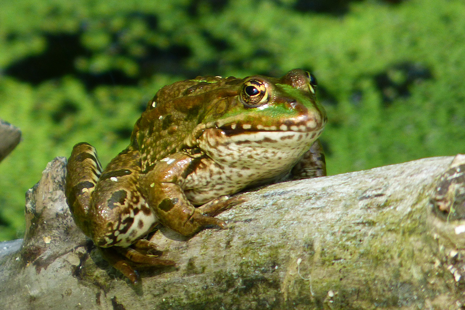 einen Frosch  