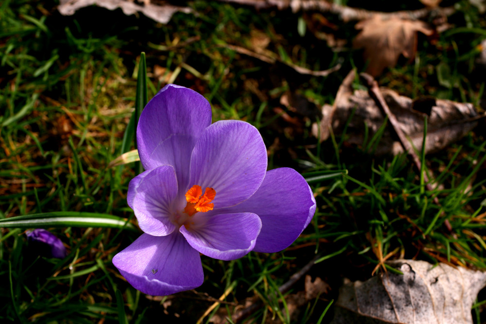 Einen Frühlingsgruß an alle.....