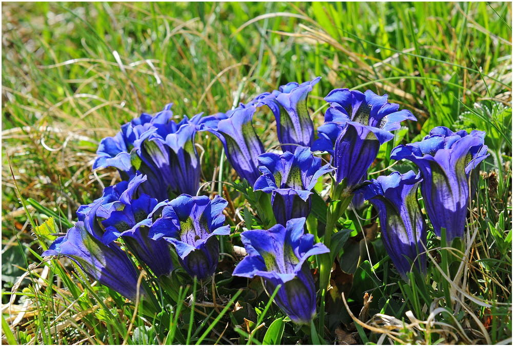 Einen Frühlingsgruß "Enzianblau" aus 1300m Seehöhe......