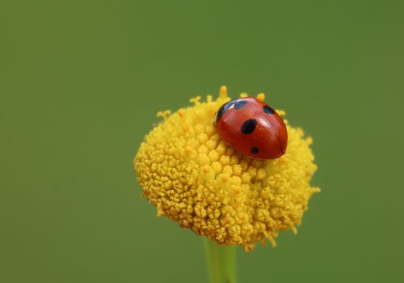 Einen Fünfpunkt Marienkäfer