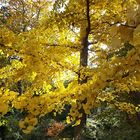 Einen Ginkgo-Sonntagsgruss