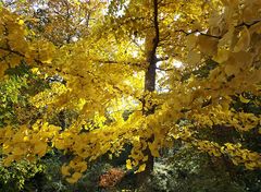 Einen Ginkgo-Sonntagsgruss