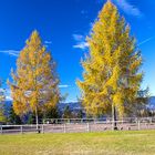 Einen "goldenen" Herbst gibts auch am Plesch bei Graz