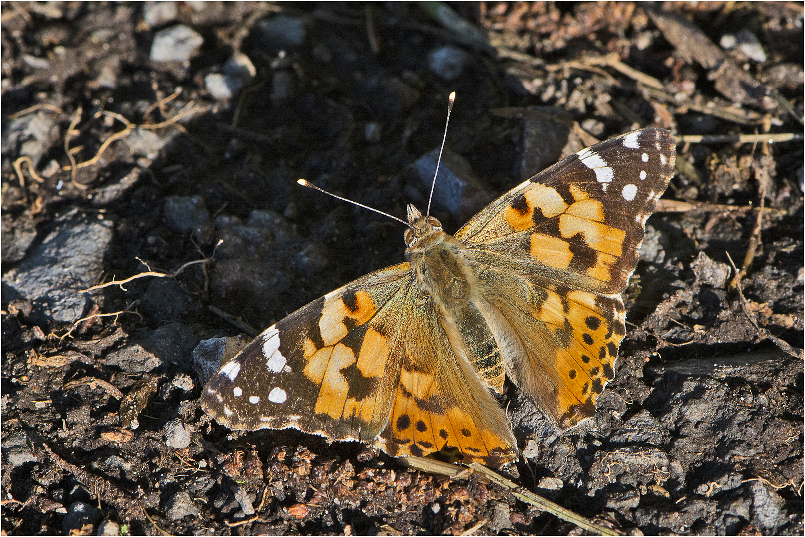 Einen großen Schatten warf der Distelfalter (Vanessa cardui) . . .