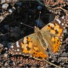 Einen großen Schatten warf der Distelfalter (Vanessa cardui) . . .