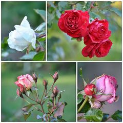 Einen Gruß aus meinem Garten