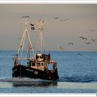 Einen guten Fang gemacht - Die Ocean Harvest SY 5 bei Mevagissey, Cornwall - UK