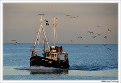 Einen guten Fang gemacht - Die Ocean Harvest SY 5 bei Mevagissey, Cornwall - UK