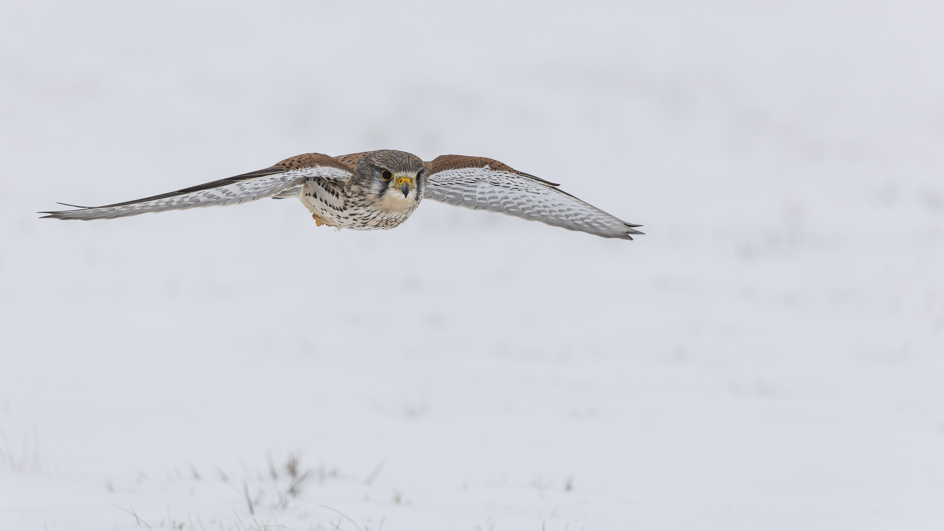 Einen guten Flug....