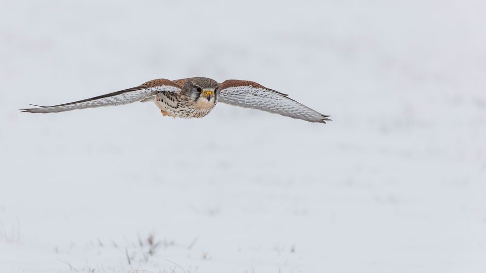 Einen guten Flug....