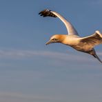 Einen guten Flug....