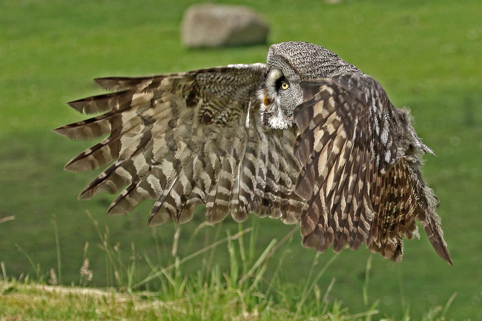 Einen guten "Flug" ins neue Jahr