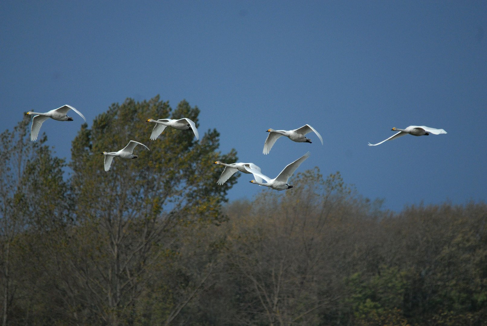 Einen guten Flug ins Wochenende wünschen diese Singschwäne Foto & Bild natur, tiere, vögel