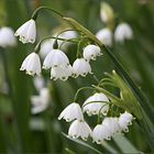 Einen guten Start in den Frühling ...