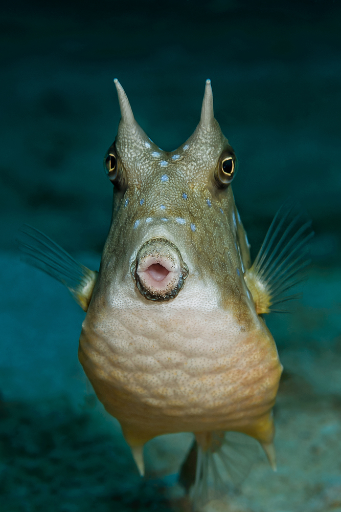 Einen habe ich noch für deine Serie, Sven! Longhorn Cowfish Lactoria cornuta Langhorn Kofferfisch