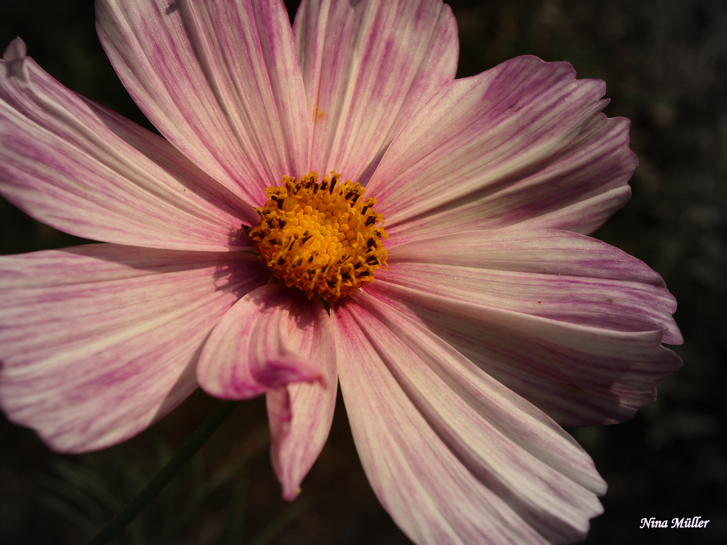 einen Hauch rosa