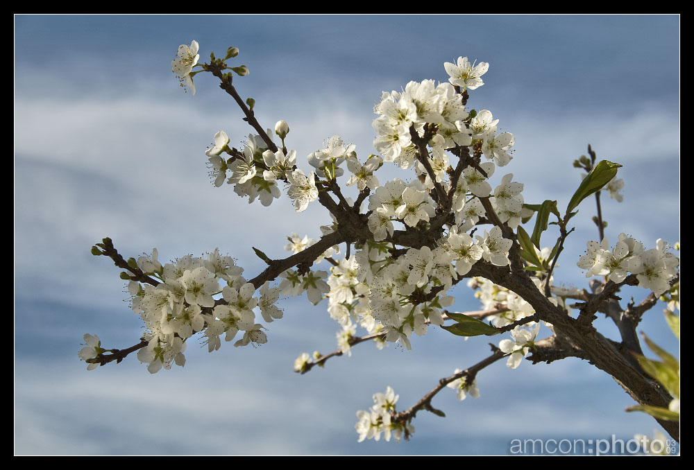 einen hauch vom frühling für EUCH