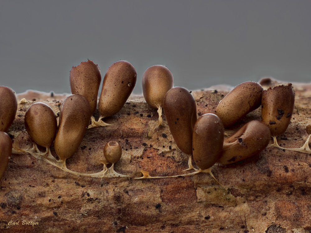 Einen Hauch von Gold - Löwenfrüchtchen (Leocarpus fragilis)