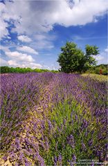 Einen Hauch von Provence