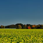 Einen Herbst habe ich noch