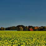 Einen Herbst habe ich noch