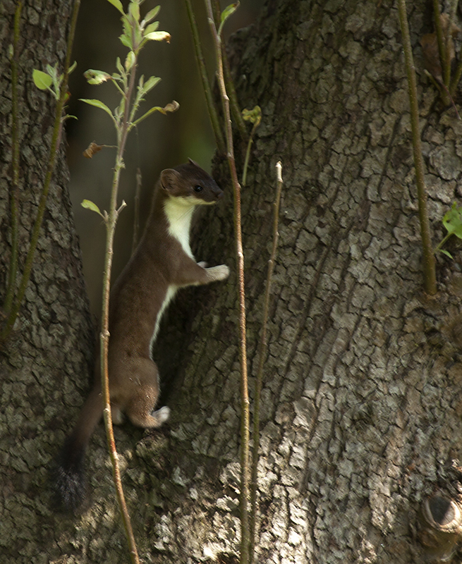 Einen Hermelin im Baum...