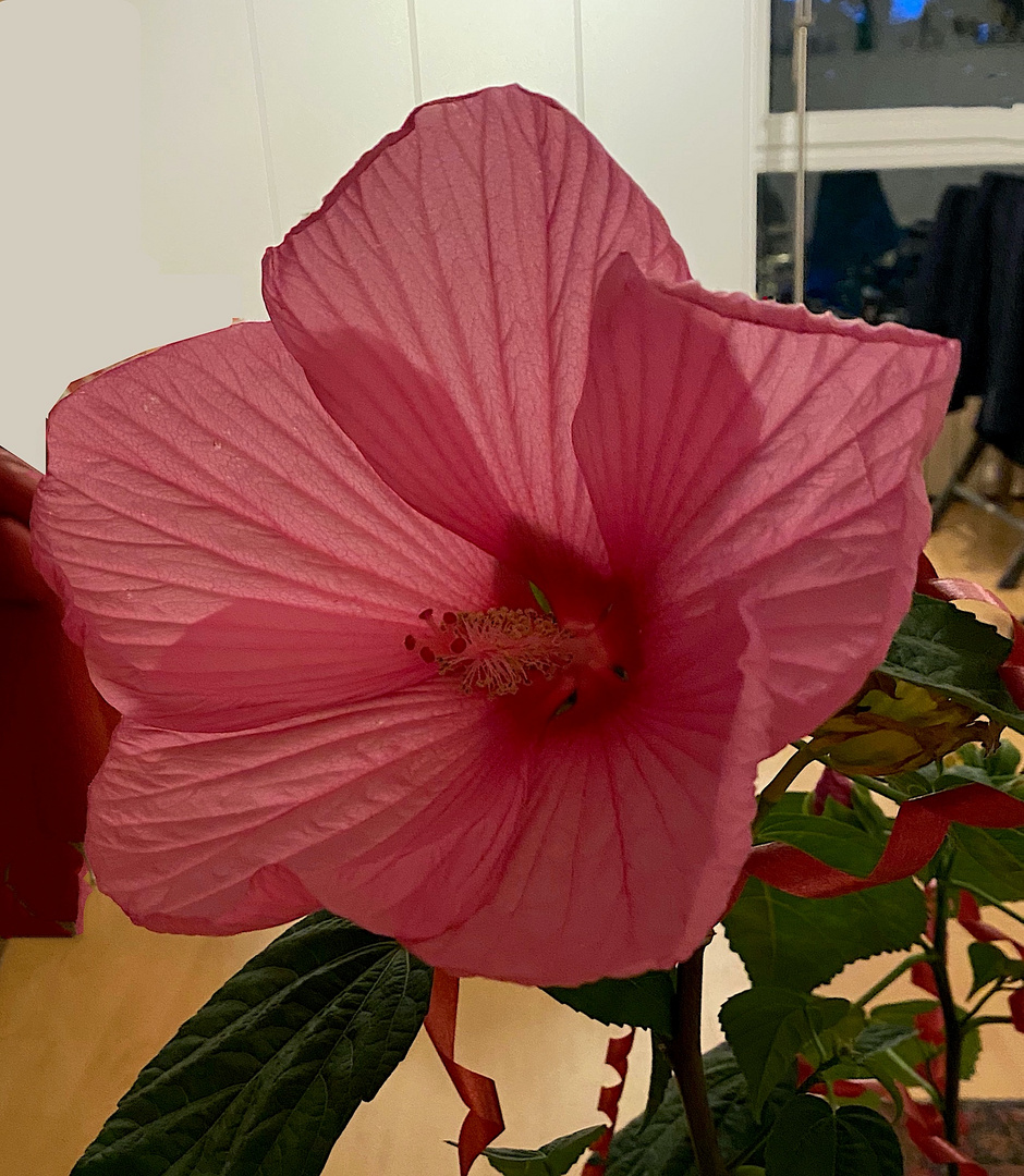 Einen Hibiskus XXL