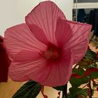 Einen Hibiskus XXL