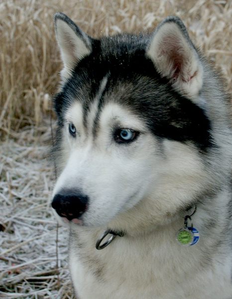 Einen Husky namens Russo mit faszinierenden blauen Augen....
