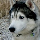 Einen Husky namens Russo mit faszinierenden blauen Augen....