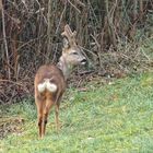 Einen jungen Bock ...