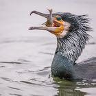 Einen jungen Flussbarsch hat der Kormoran erbeutet...