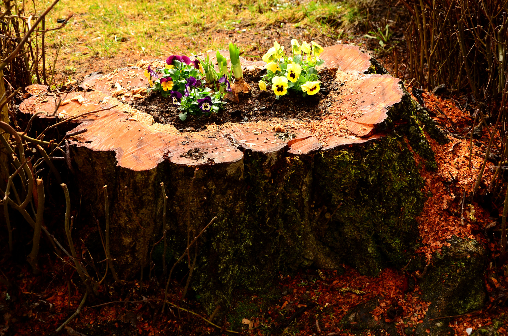 Einen kaputten Baum wieder Leben einhauchen!