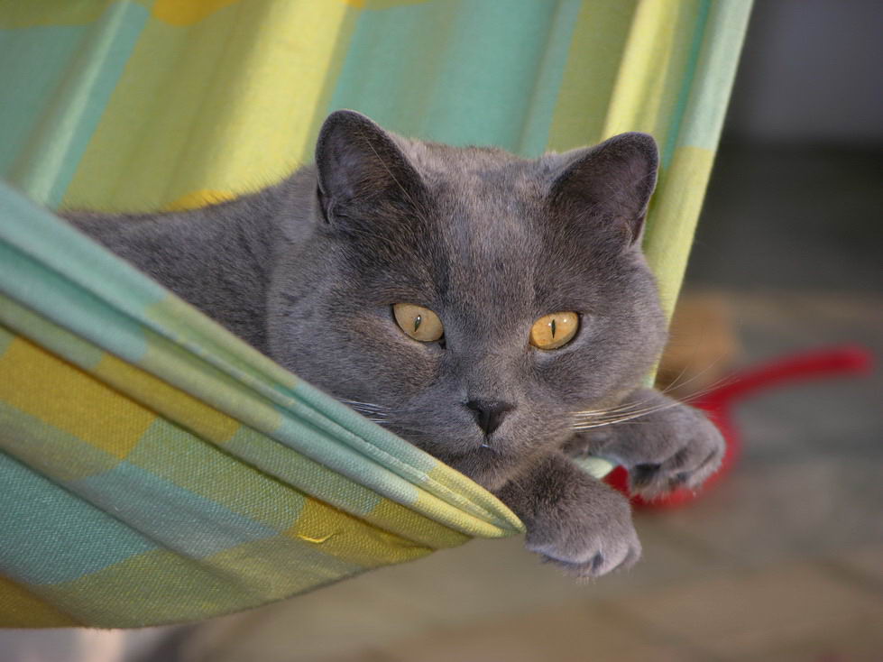 Einen Kater am nächsten Tag