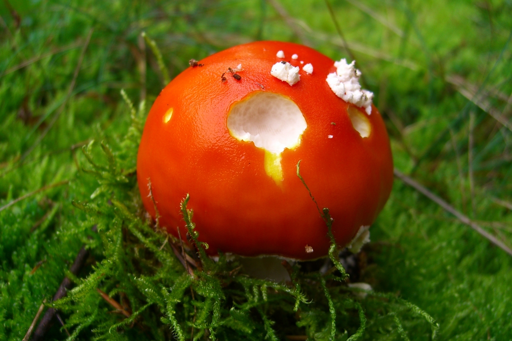 einen kleinen Bissen