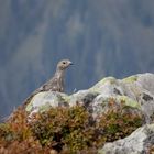 Einen kleinen Blick riskieren