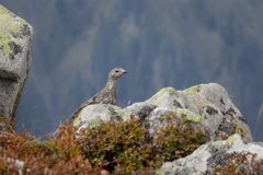 Einen kleinen Blick riskieren