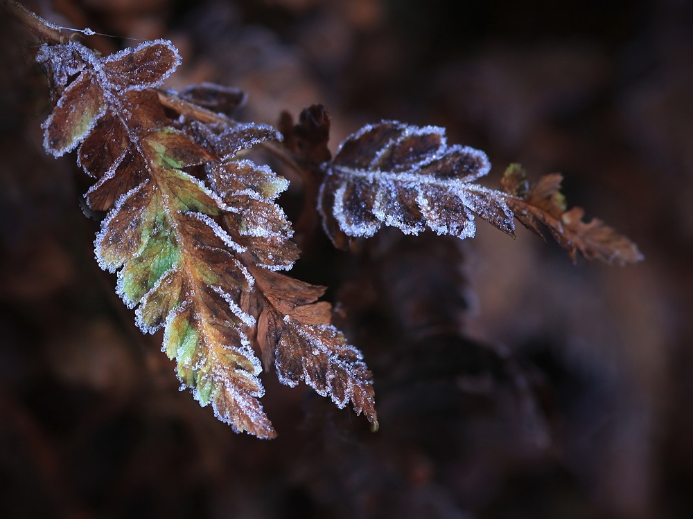 Einen kleinen Winter...