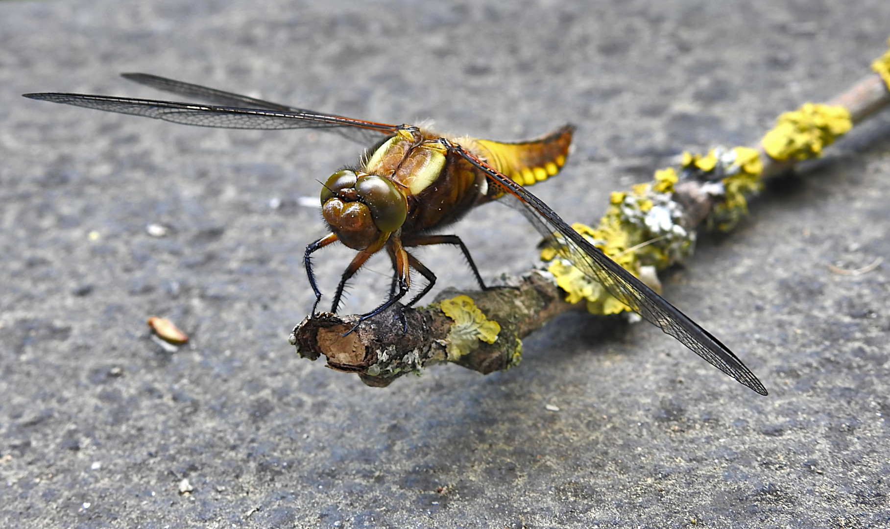 Einen kurzen Augenblick hielt sie an....