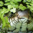 Einen Kussmund hatte die Ringelnatter,die ich vor ein paar Tagen im Teich erwischte.