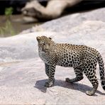 Einen Leoparden wildlife ....