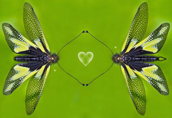 Einen LICHTvollen Geburtstag für Peer!