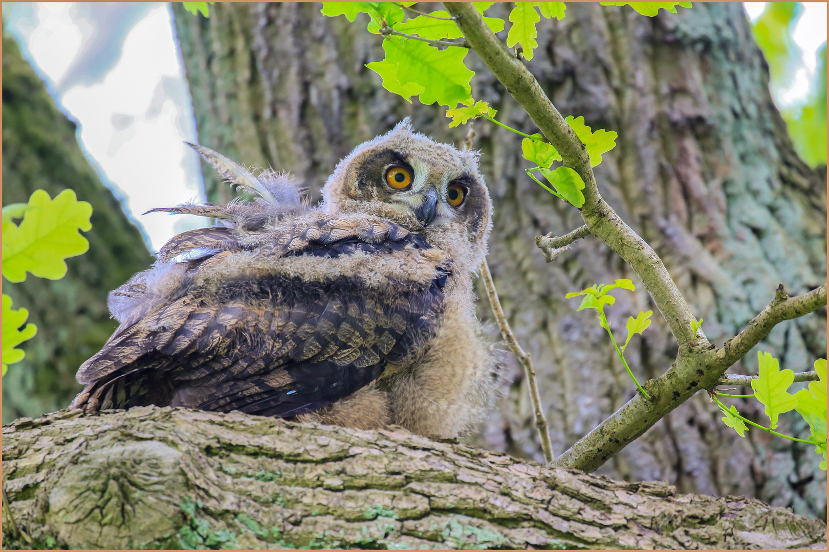 einen mutigen Ausflug in höhere Baumlagen