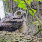 einen mutigen Ausflug in höhere Baumlagen