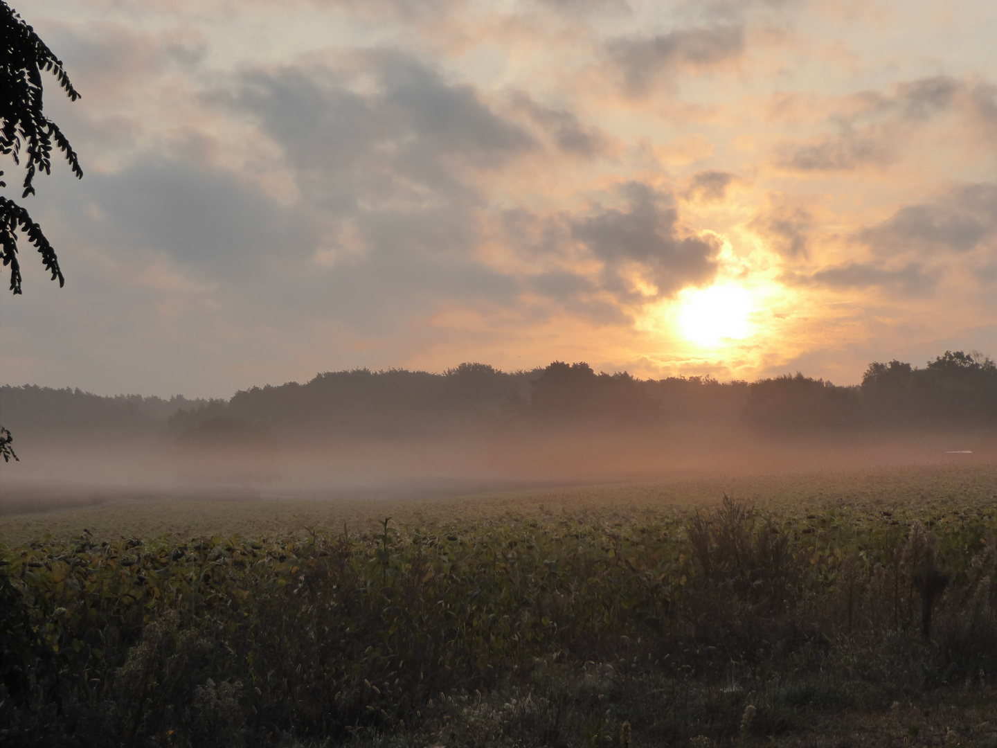 einen nebligen Guten Morgen aus dem Fläming