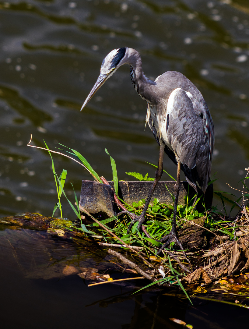 Einen neuen Platz für die Fisch-Jagd