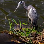 Einen neuen Platz für die Fisch-Jagd