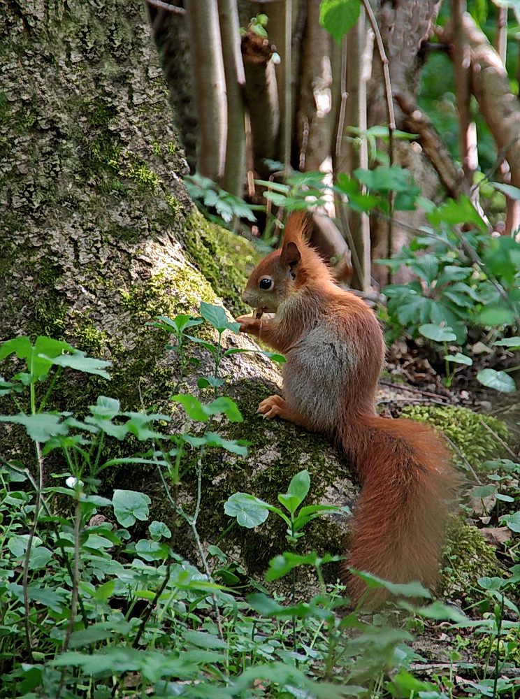 Einen Osterhasen habe ich nicht gefunden