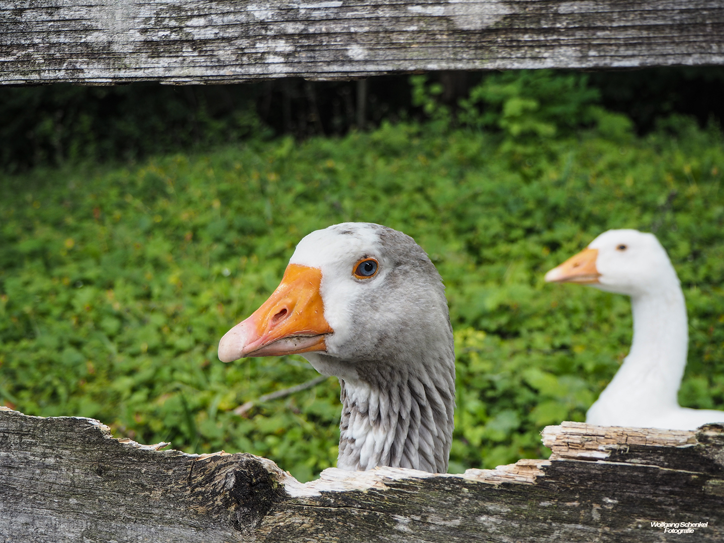 Einen passenden Titel zu finden, ist nicht (gans) einfach